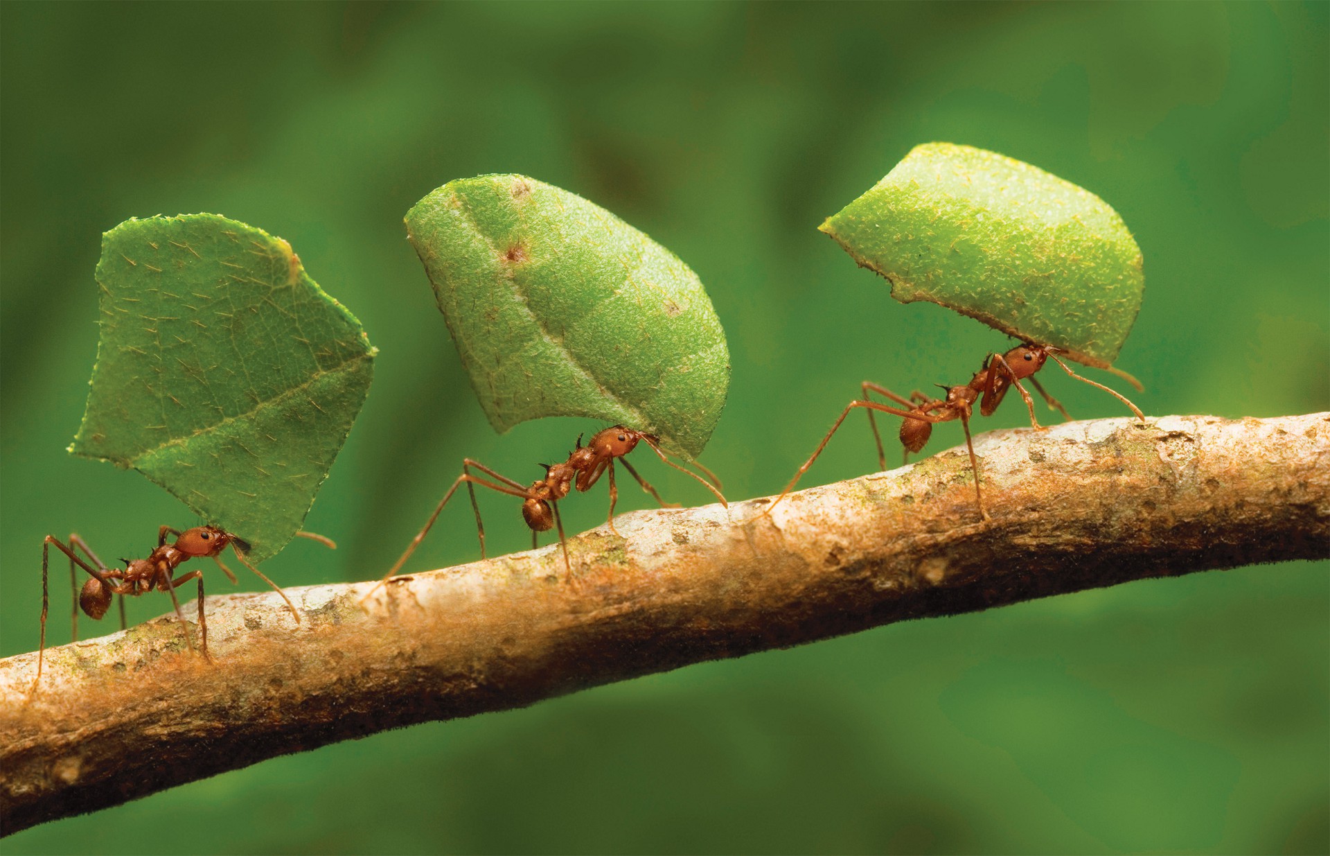 The Ants: Underground Kingdom как правильно прокачивать рабочих муравьев? Таблица