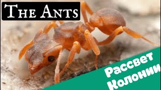 The ants underground kingdom таблица всех рассветов колоний с метками