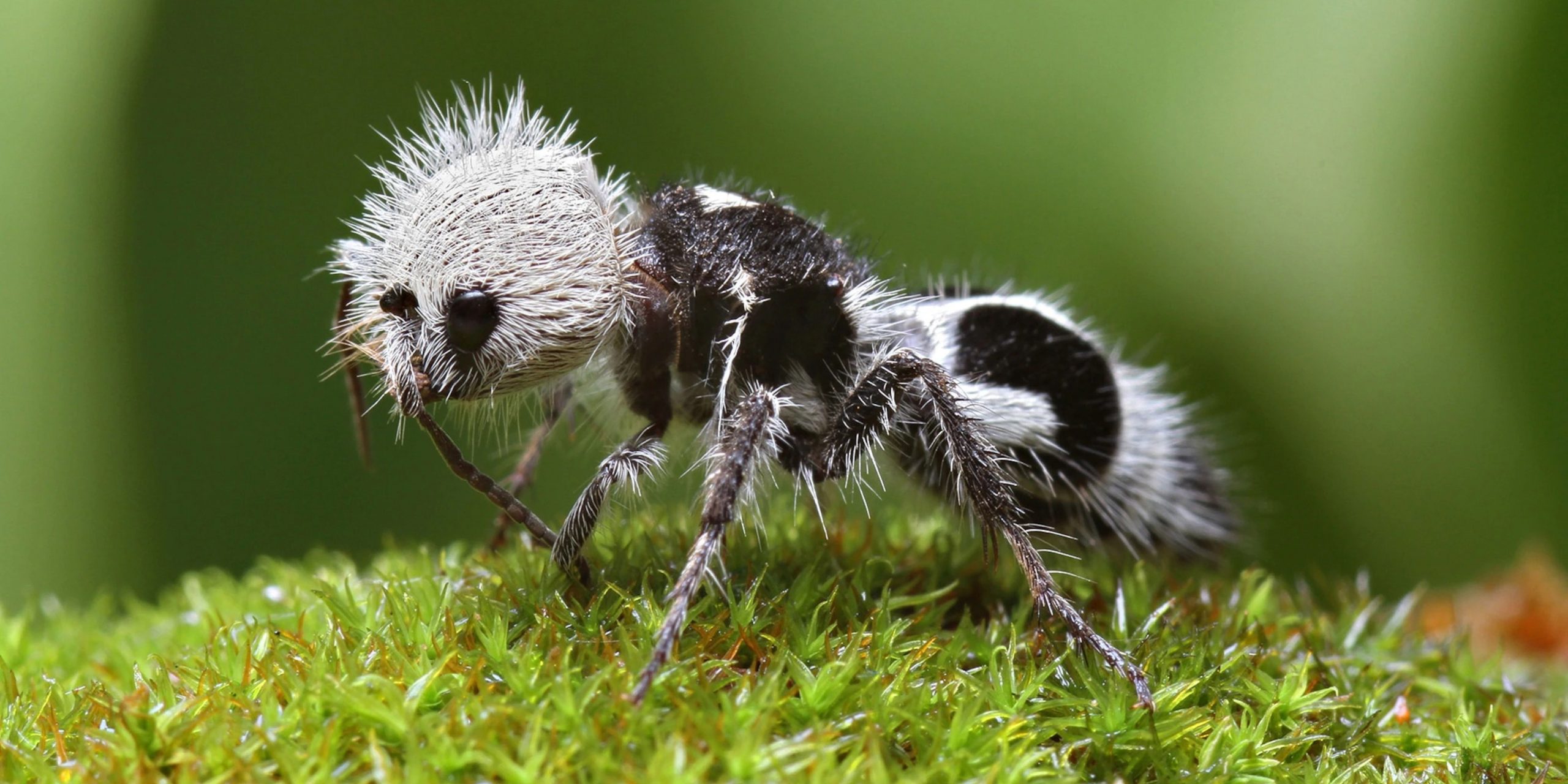 The Ants: Underground Kingdom сколько нужно мутированных спор для прокачки навыков у спец муравья?