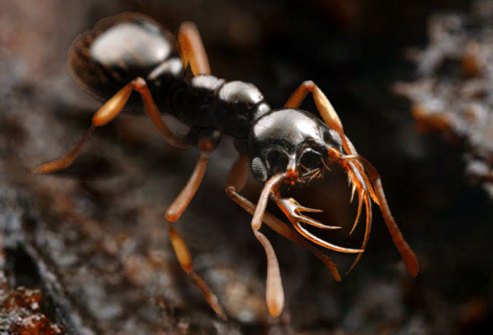 The Ants: underground kingdom механика боя спец муравьев. Как воюют спецы?