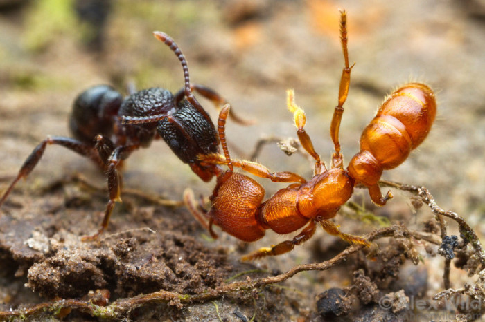Сколько нужно чудесной скорлупы для прокачки спец муравья. The ants