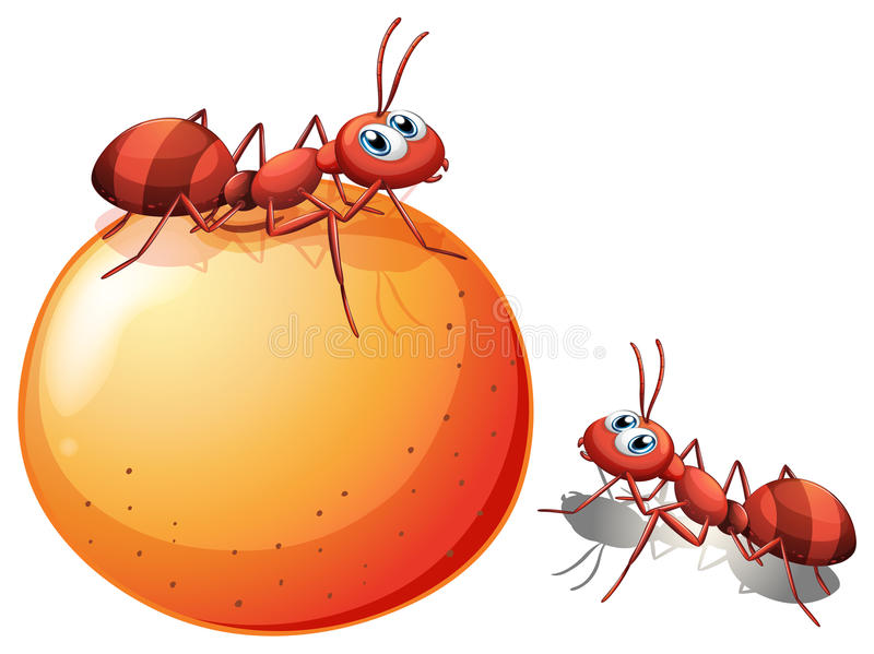 The Ants сезонные сокровища или апельсины. Как получить? Таблица