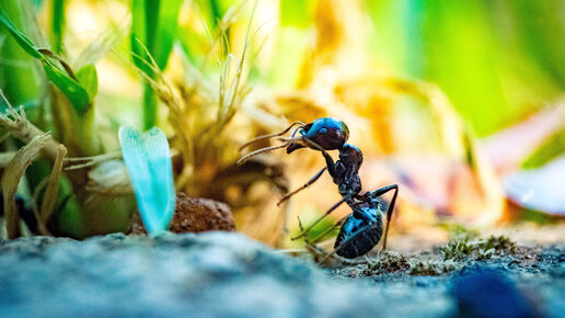 The Ants. Лучшие спец муравьи для PVP. Топ муравьи для битвы
