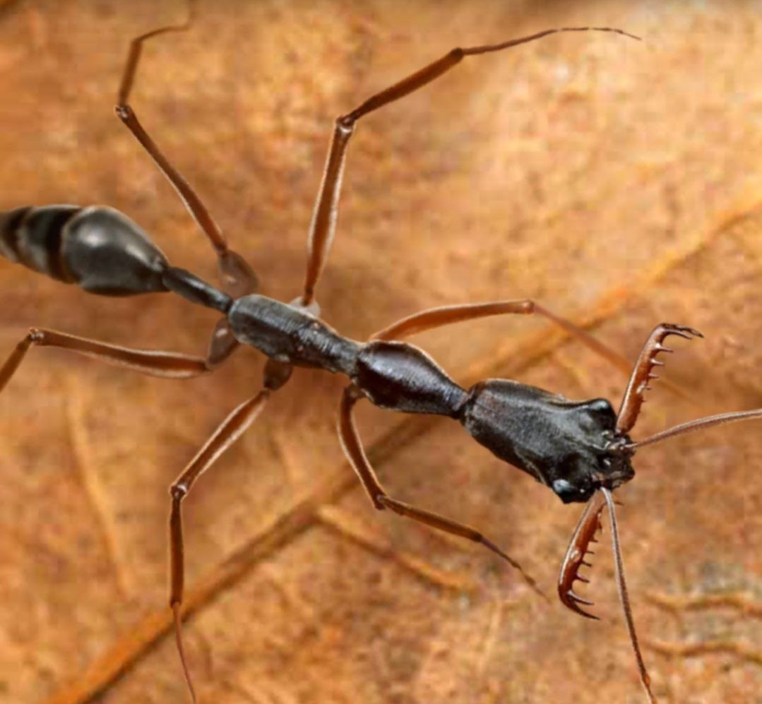 The Ants Гигантский зубчатый муравей или зуб. Стоит ли прокачивать?